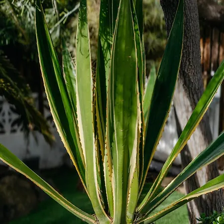 アパート Casa Con Jardin Familias Y Grupos *