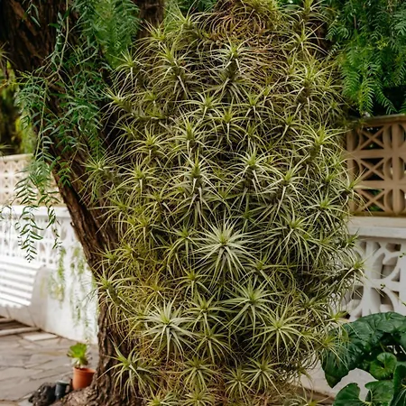 Lägenhet Casa Con Jardin Familias Y Grupos Tegueste