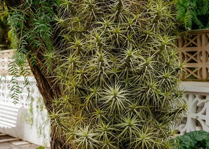 Appartement Casa Con Jardin Familias Y Grupos Tegueste